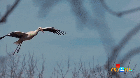 Stork Has Been Flying 13,000 km Every Year For The Last 15 Years To See His Injured Soulmate