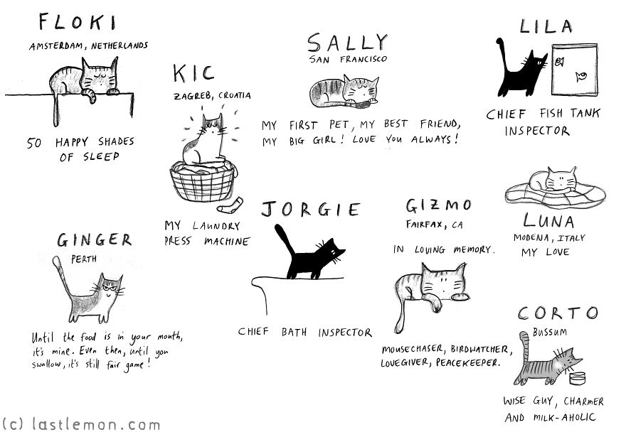 We Draw Cute Illustrations Of People's Cats