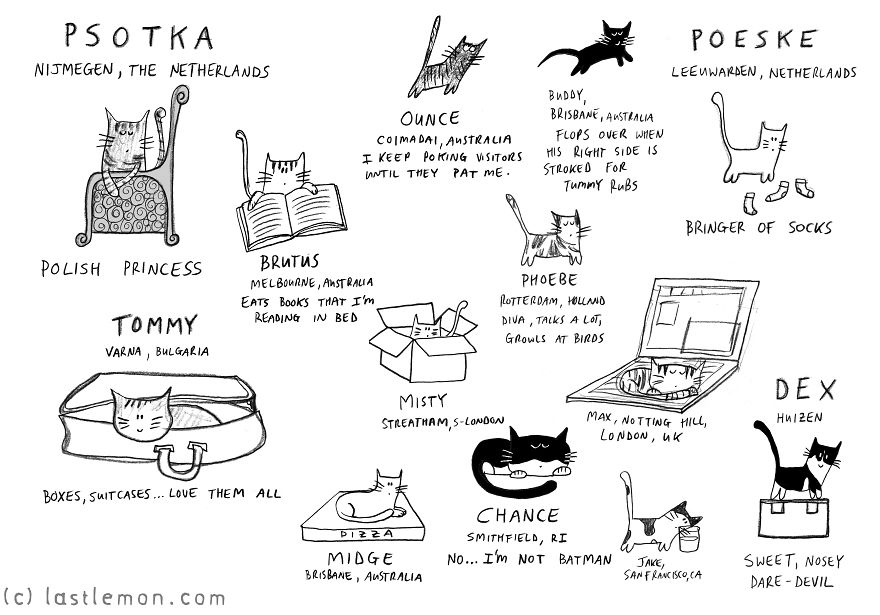 We Draw Cute Illustrations Of People's Cats
