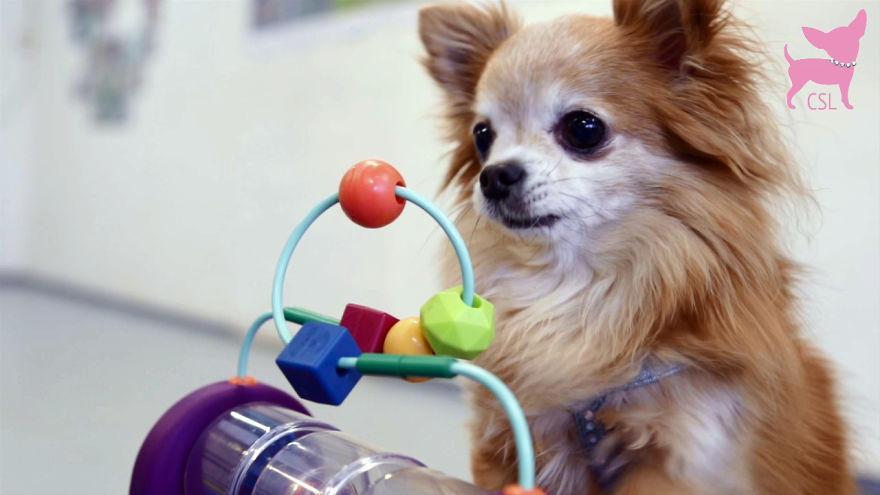 Cute Chihuahua Dog Tricks With Tunnels And Toys