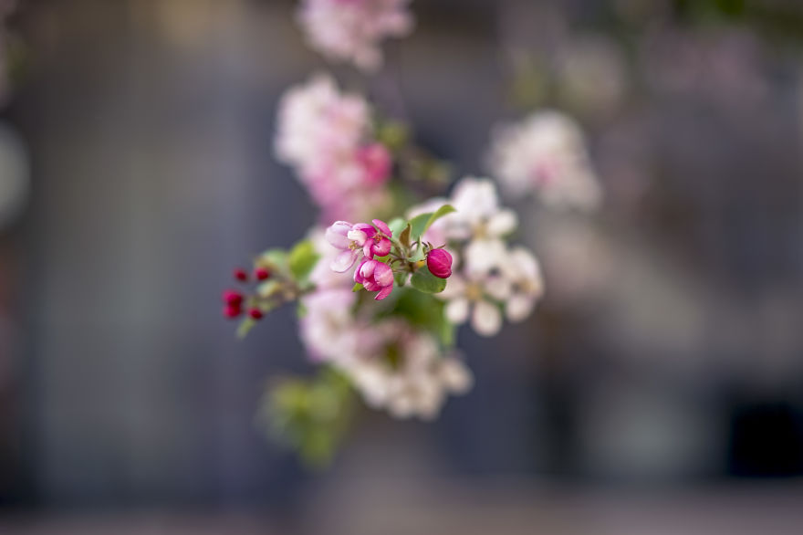 New Lens, New Bokeh