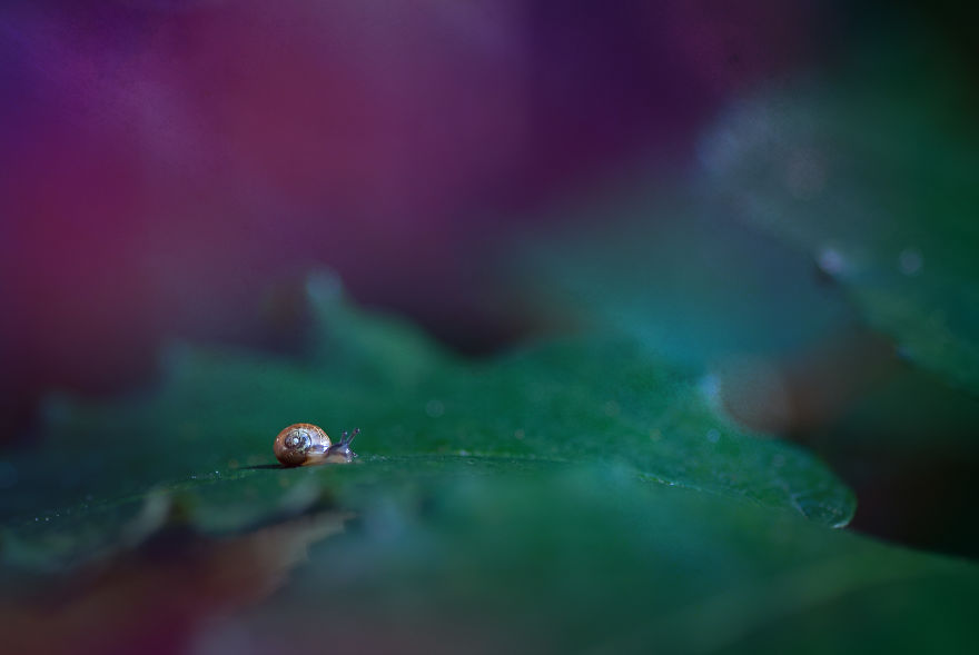 I Photograph Small Animals That Are Usually Overlooked