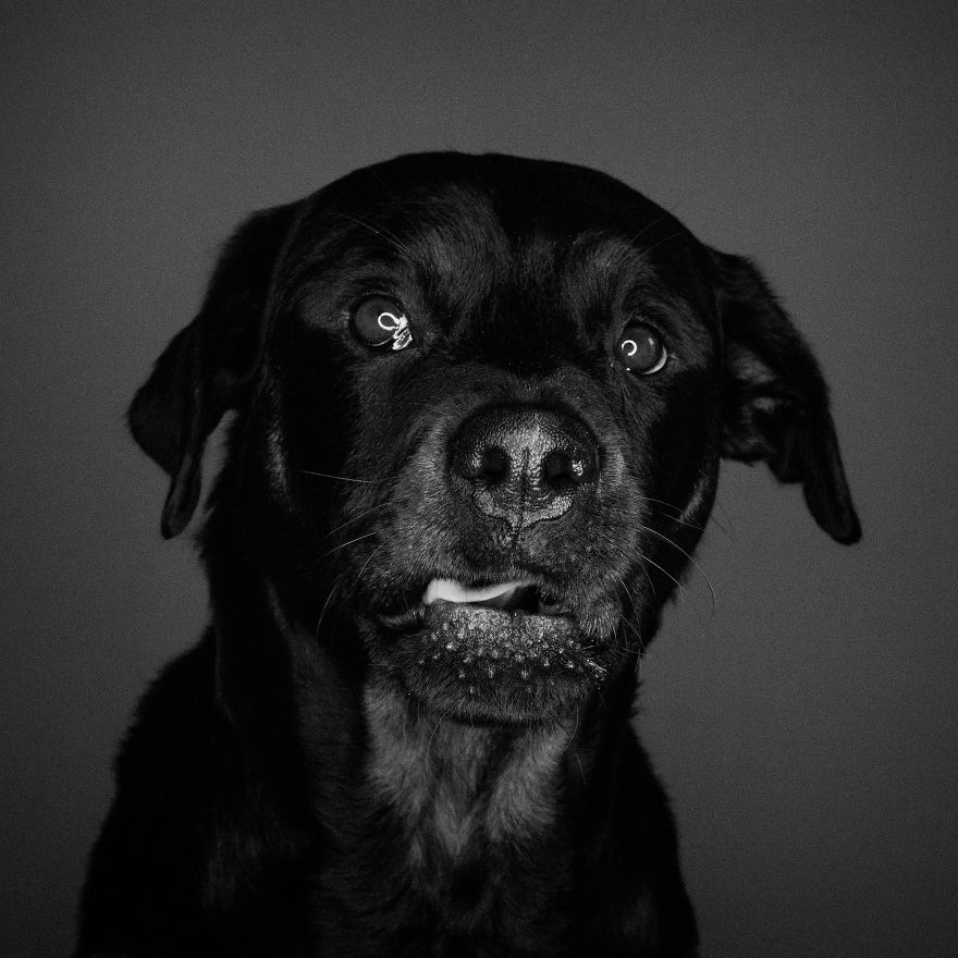 I Photographed My Dog In Anticipation Of Food