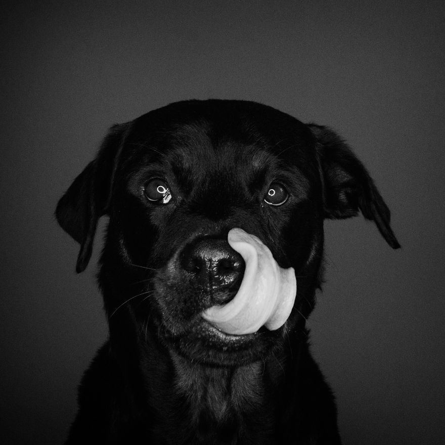 I Photographed My Dog In Anticipation Of Food
