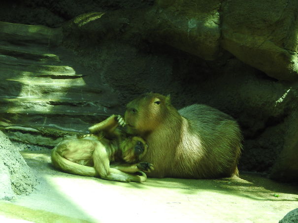 Capybara Pillow At The Denver Zoo