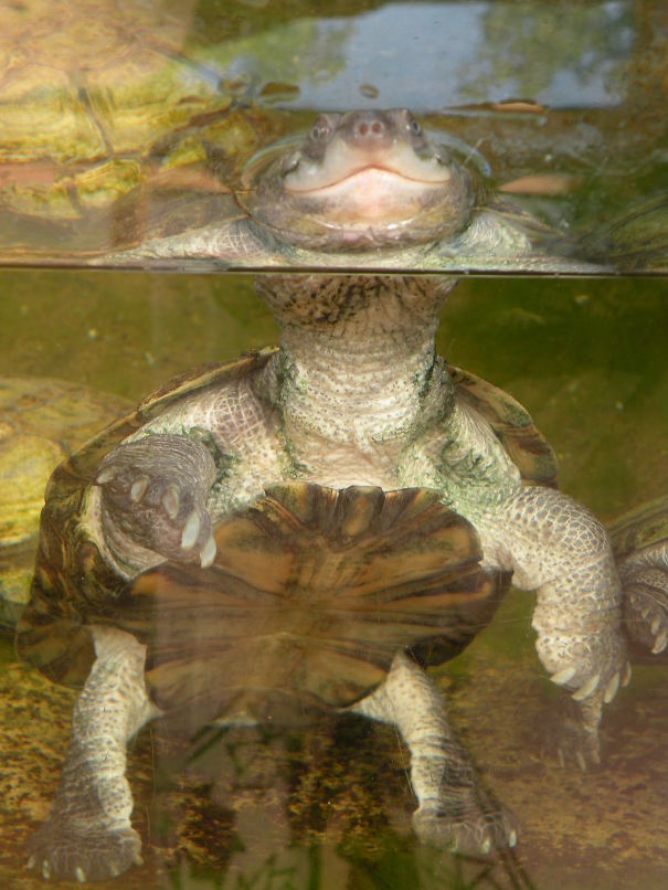 Smiling Turtle :)
