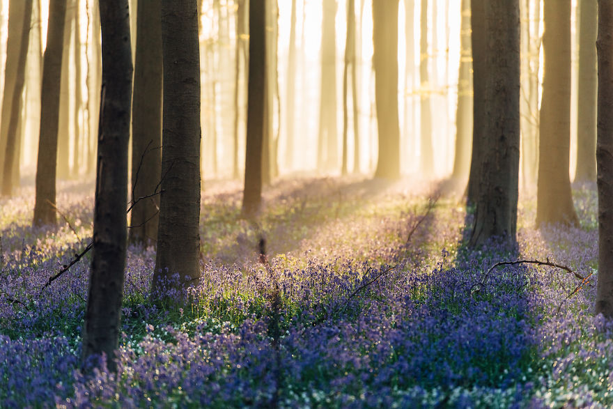 I Photographed A Fairy Tale-Like Forest In Belgium That Turns Blue Two Weeks A Year