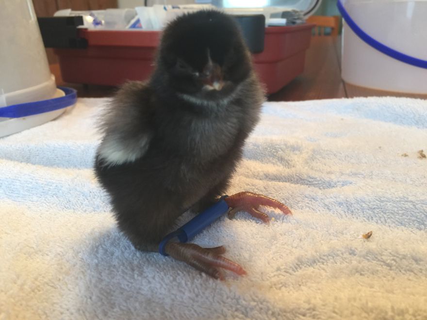 Chicken Was Born Unable To Walk So We Made A 'Chick Chair' To Help Him Recover