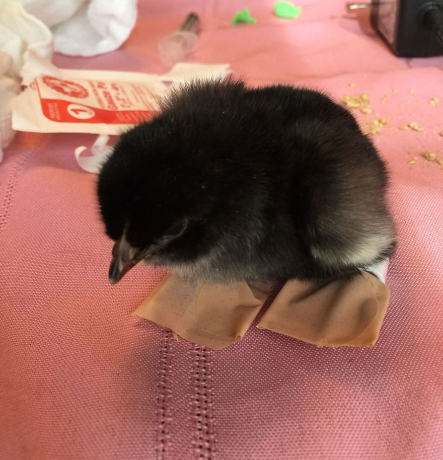 Chicken Was Born Unable To Walk So We Made A 'Chick Chair' To Help Him Recover