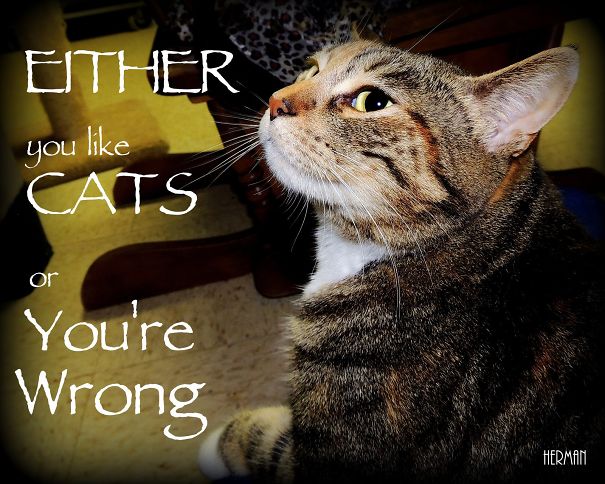 Either-you-like-Cats-56fffc5d33989.jpg
