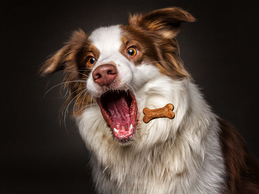 I Capture Hungry Dogs’ Hilarious Expressions When They Catch Treats (Part 2)