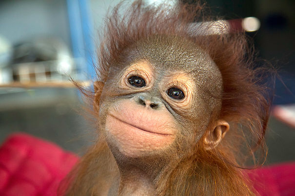 Baby Orangutan Gunung