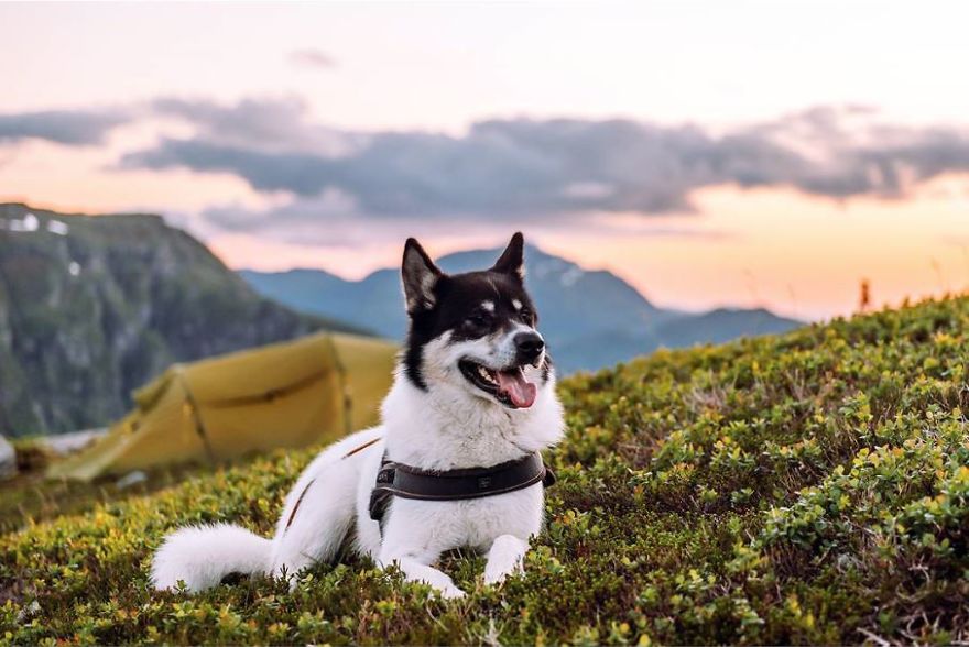 I Quit My Job To Go On Adventures With My Husky (Part 2)