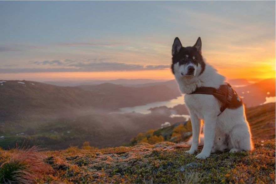 I Quit My Job To Go On Adventures With My Husky (Part 2)
