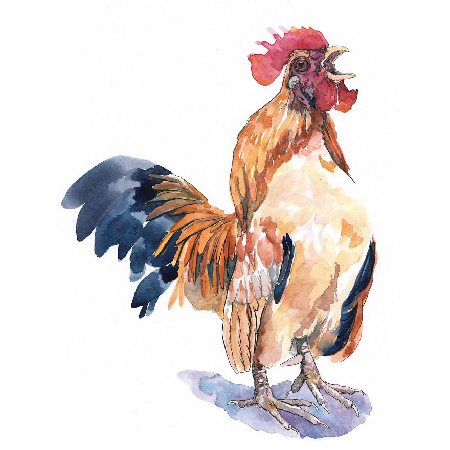 I Wrote And Illustrated A Kid's Book About Chickens