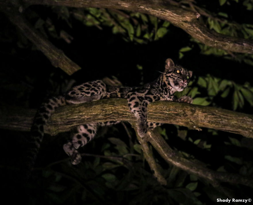 An Encounter With One Of The Rarest Wild Cats On Earth