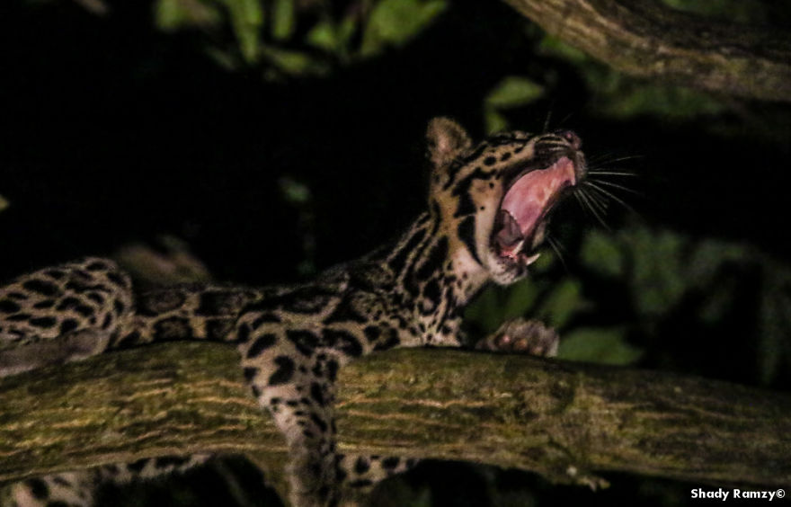An Encounter With One Of The Rarest Wild Cats On Earth