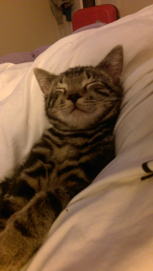 Sleepy Happy Kitten