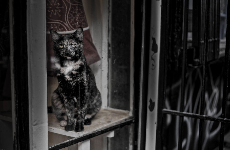 Cats With Emotions
