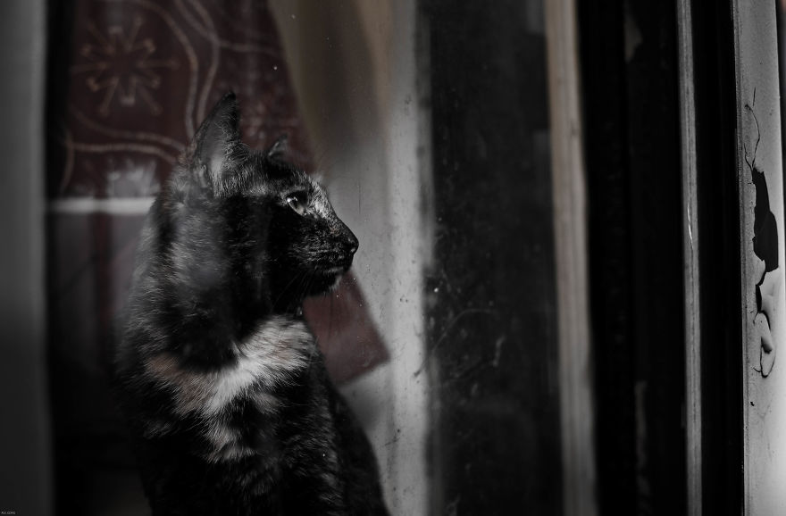 Cats With Emotions