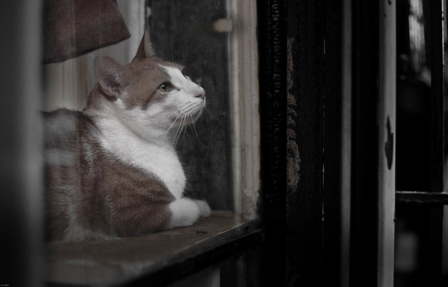 Cats With Emotions