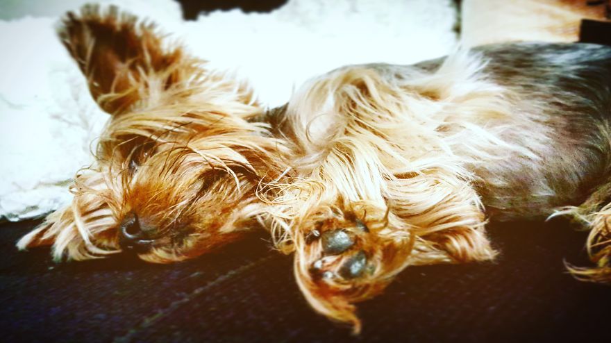 Happy Life Of Dog