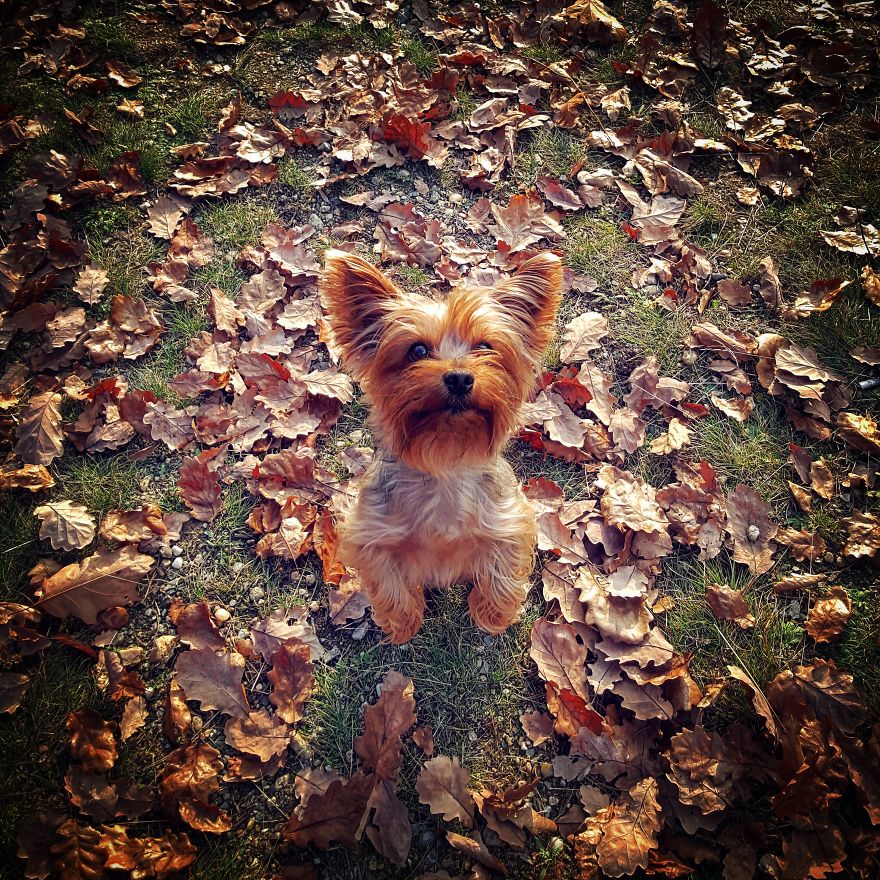 Happy Life Of Dog