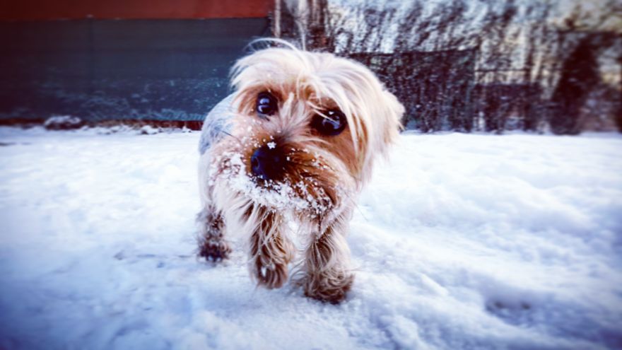 Happy Life Of Dog