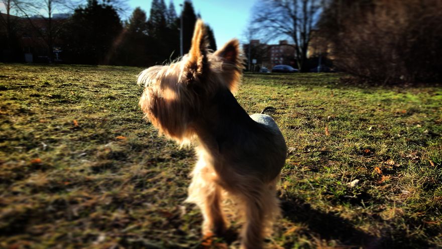 Happy Life Of Dog