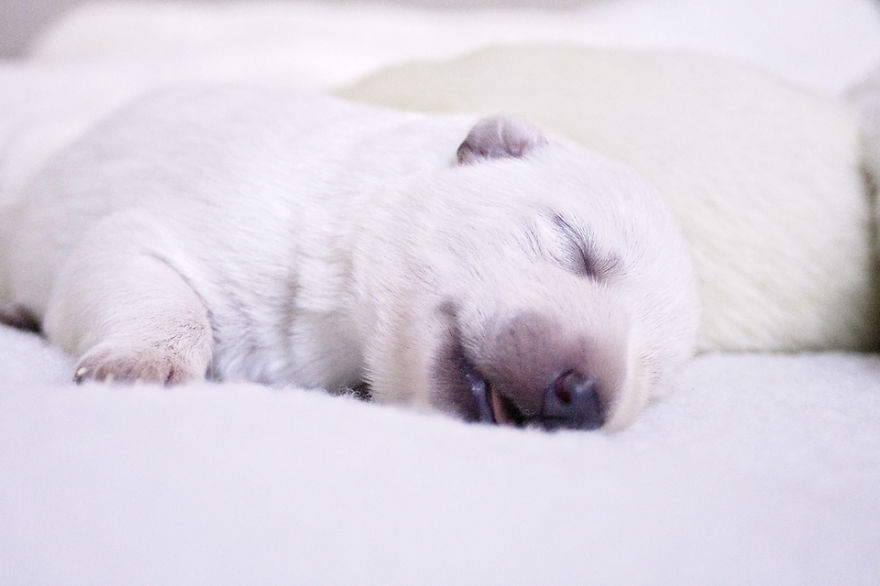 I Photographed The Beauty And Serenity Of Newborn Puppies