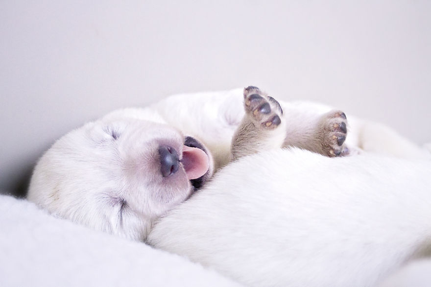 I Photographed The Beauty And Serenity Of Newborn Puppies