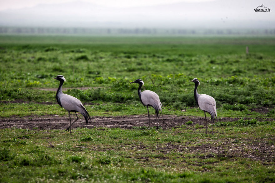 The Common Crane