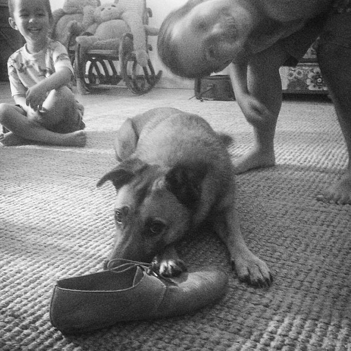 I'm A Psychologist And I Capture My Rescue Dog's Shoe Fetish On Instagram