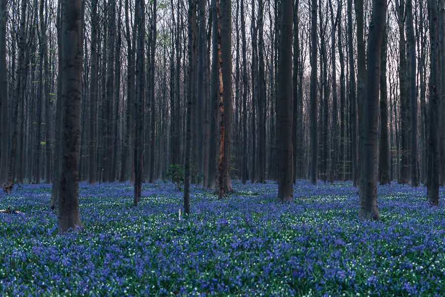 I Photographed A Fairy Tale-Like Forest In Belgium That Turns Blue Two Weeks A Year