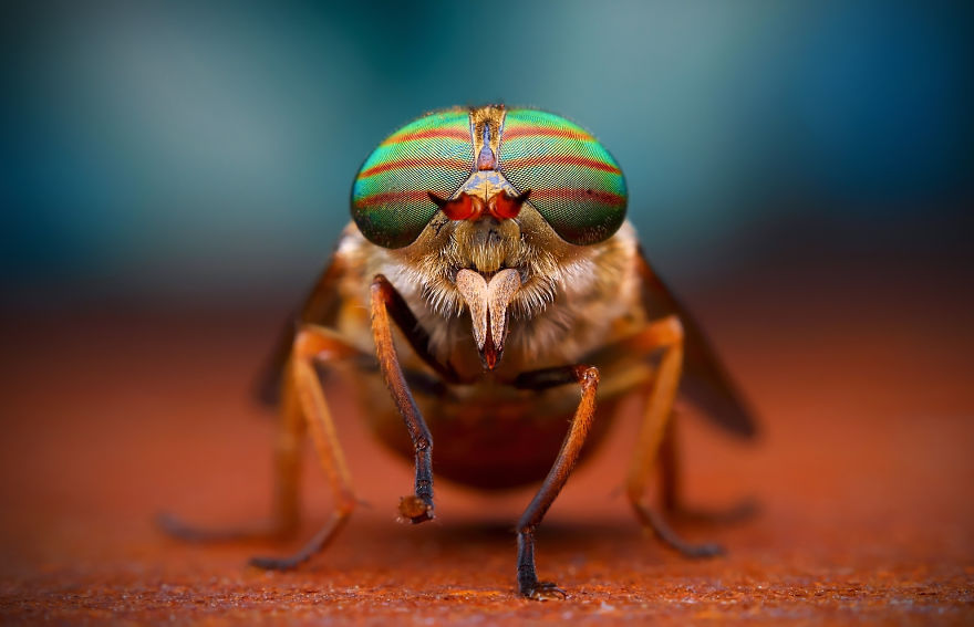 I Photograph Macro Pictures Of Insects To Prove That Life Has No Size