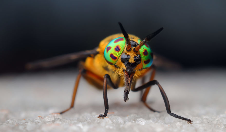 I Photograph Macro Pictures Of Insects To Prove That Life Has No Size