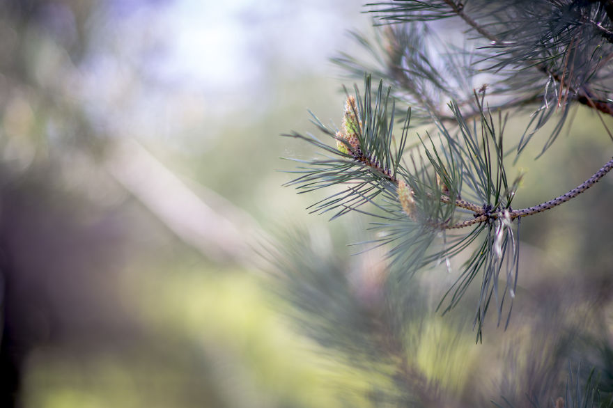 New Lens, New Bokeh