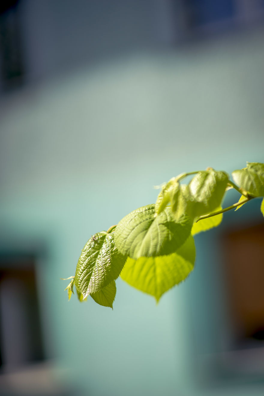 New Lens, New Bokeh