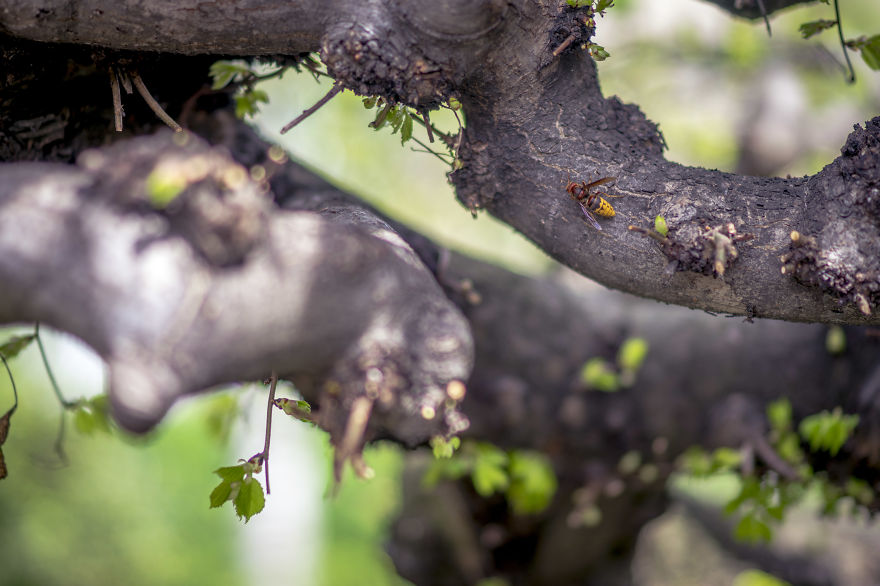 New Lens, New Bokeh