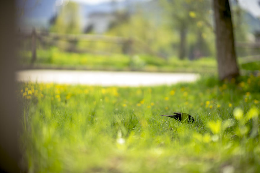 New Lens, New Bokeh