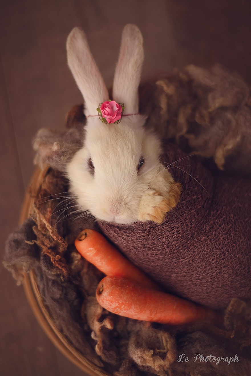 Newborn Session... With A Bunny!