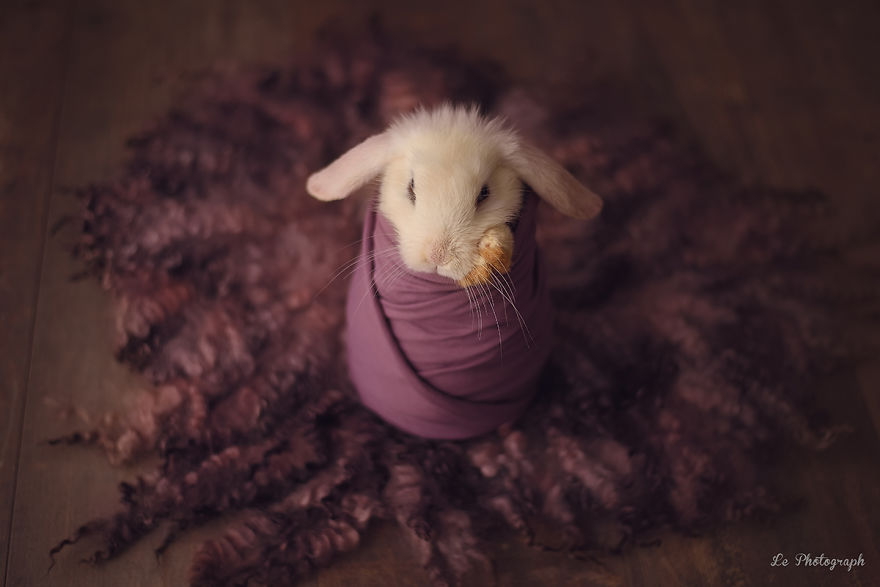 Newborn Session... With A Bunny!