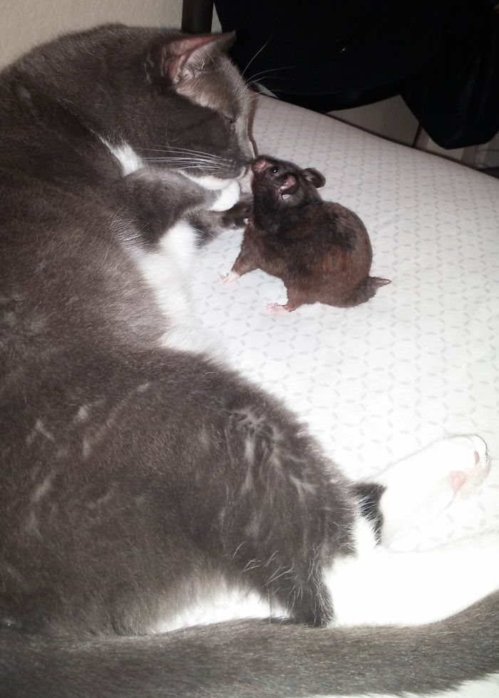 Our Photogenic Hamster Is Best Friends With Chloe, Our Cat