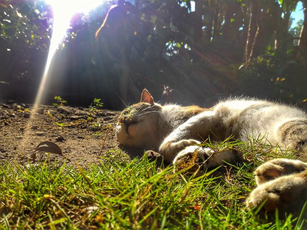 Cat And Sun