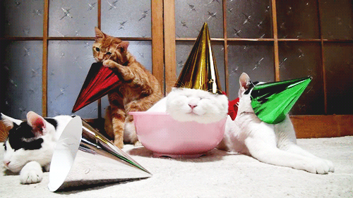 Just Some Cats Having A Party