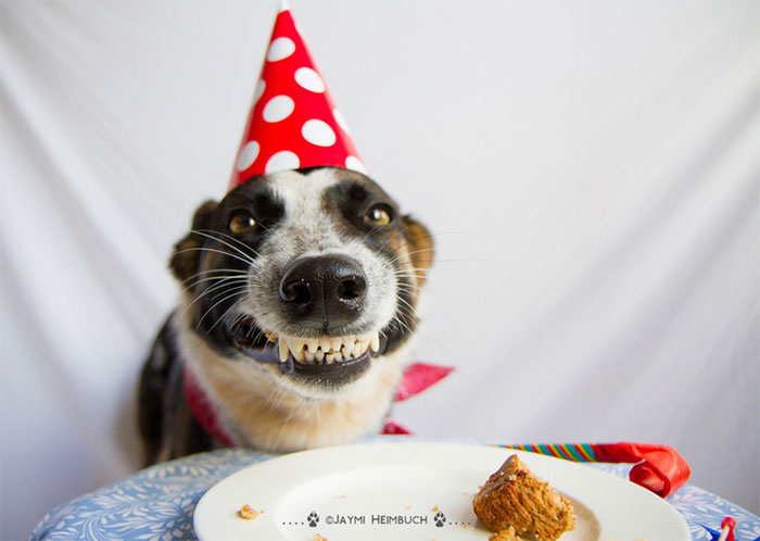 Happy Dog In A Party Hat