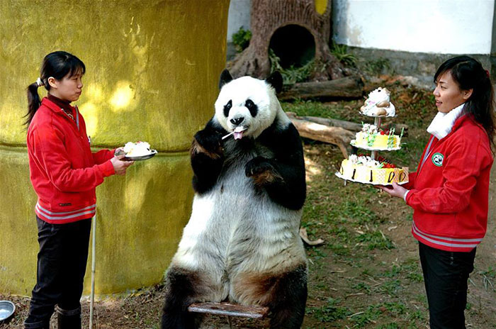 This Panda Learned Table Manners For This Moment