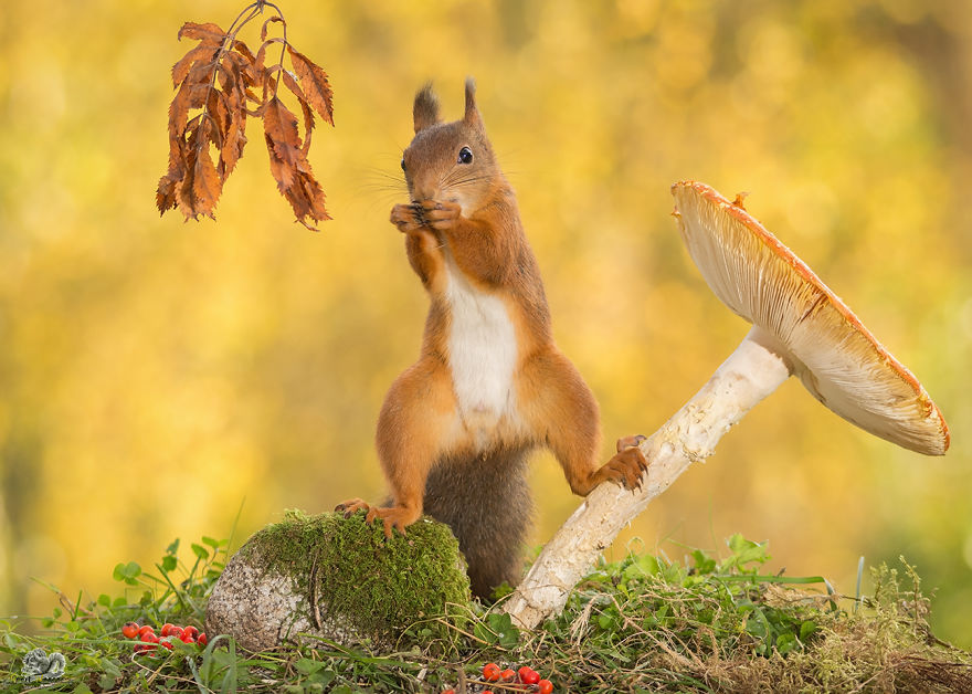 Red Squirrels Spreading Their Legs In Front Of My Camera