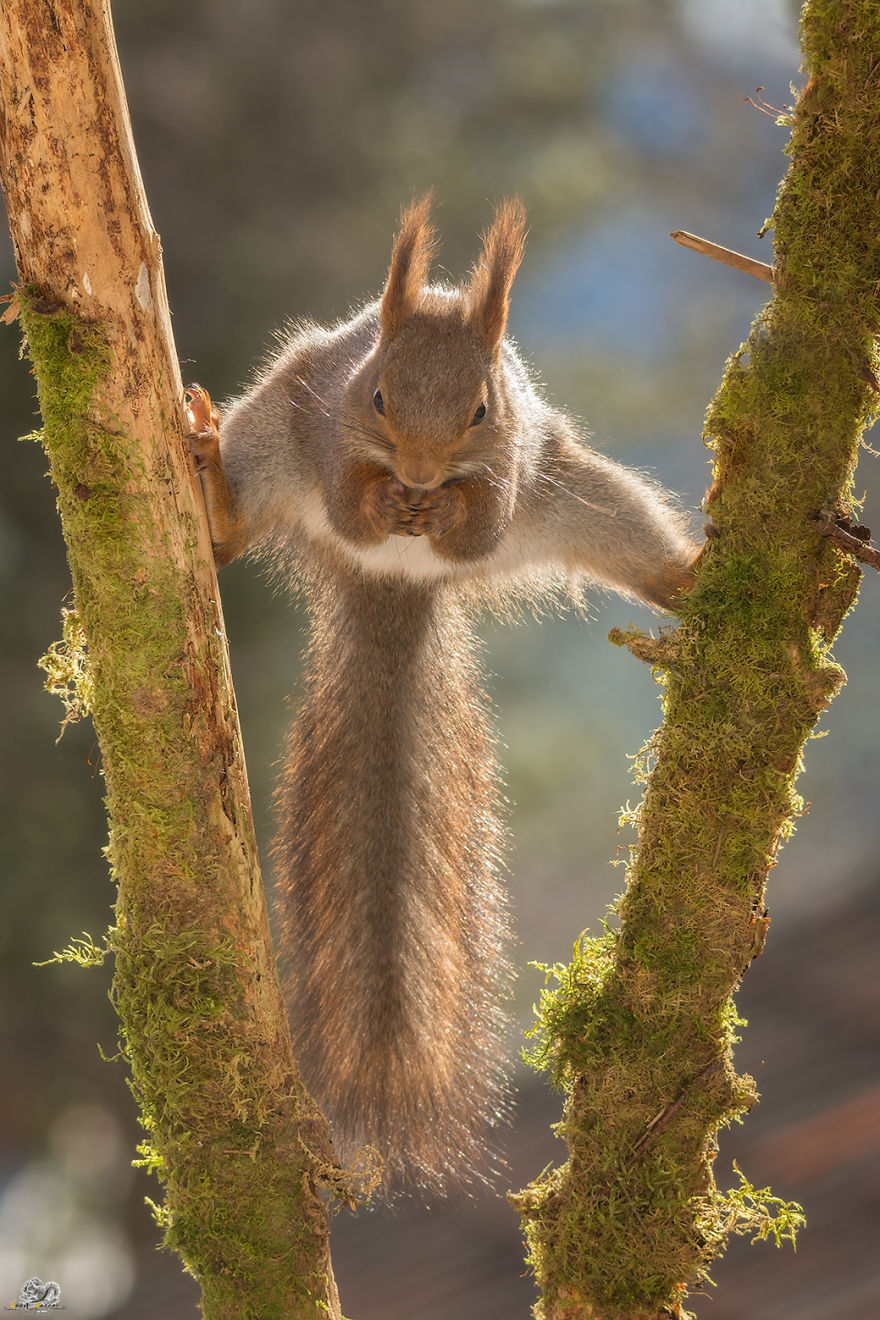 Red Squirrels Spreading Their Legs In Front Of My Camera
