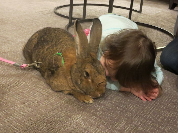 After The Death Of My Mother, I Discovered The Power Of Rabbit Therapy